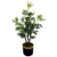 Eucalyptus Arrangement in Pot