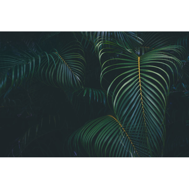 Palm Leaves Background - Wrapped Canvas Print, 20cm H x 30cm W x 3.8cm D