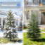 Sapin de Noël artificiel Real Touch Norfolk avec aspect naturel-2101892450