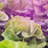 Miracle LED LETTUCE Grow Light Kit with Sproutmatic Timer-98242437