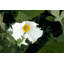 Oncoba Spinosa Print by Tom Kostes-1271781226