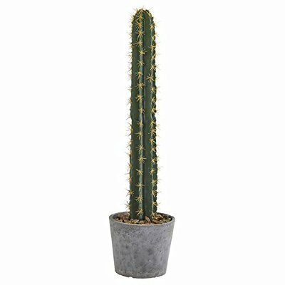 Cactus 41 po Primrue