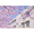 Spring In Japan by 7maru - Wrapped Canvas Print-1196152472