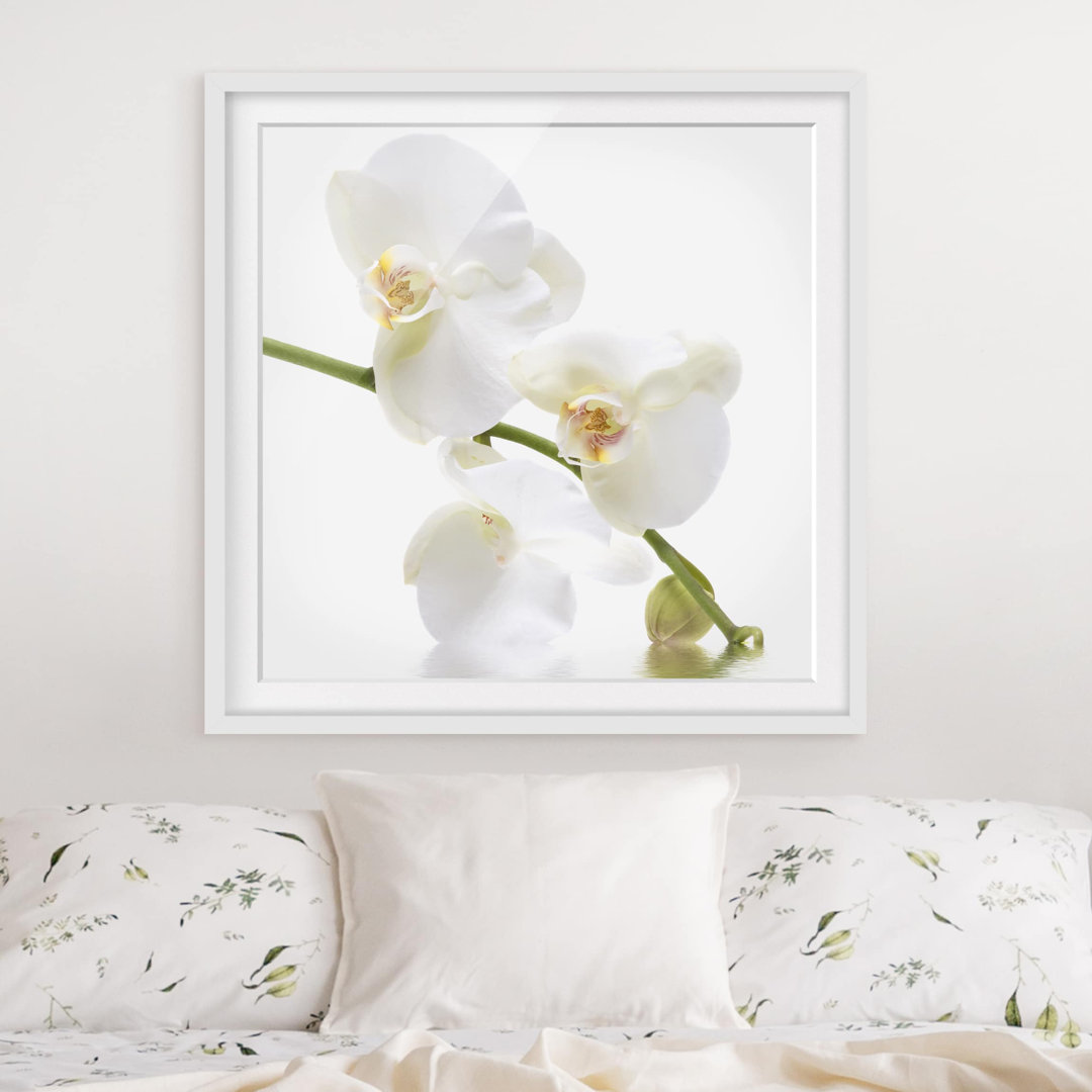 Gerahmtes Poster White Orchid Water