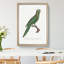 Red-Spectacled Amazon Parrot by F. Levaillant - Picture Frame Painting Print-55598420-55598418