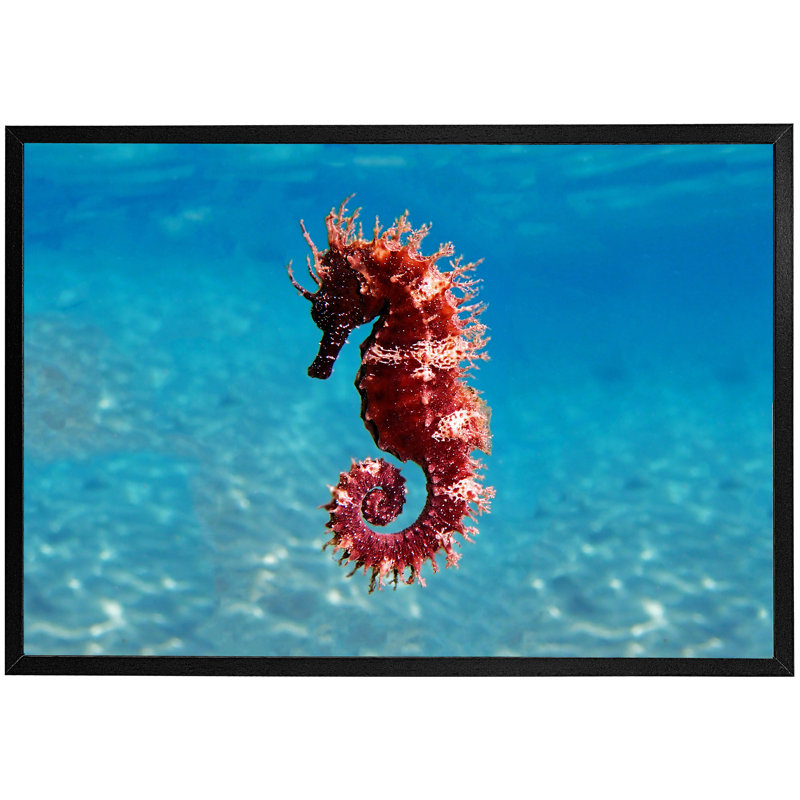 Abdulazim Mediterranean Seahorse - Single Picture Frame Print, 76cm H x 114cm W x 4cm D, Black Framed