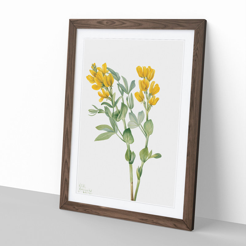 Goldenpea by Mary Vaux Walcott - Picture Frame Painting, Walnut Framed, 65cm H x 48cm W x 2cm D