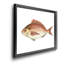 «Small Small Antique Fish III», reproduction d'art graphique sur toile encadrée-1550136866-1550136879