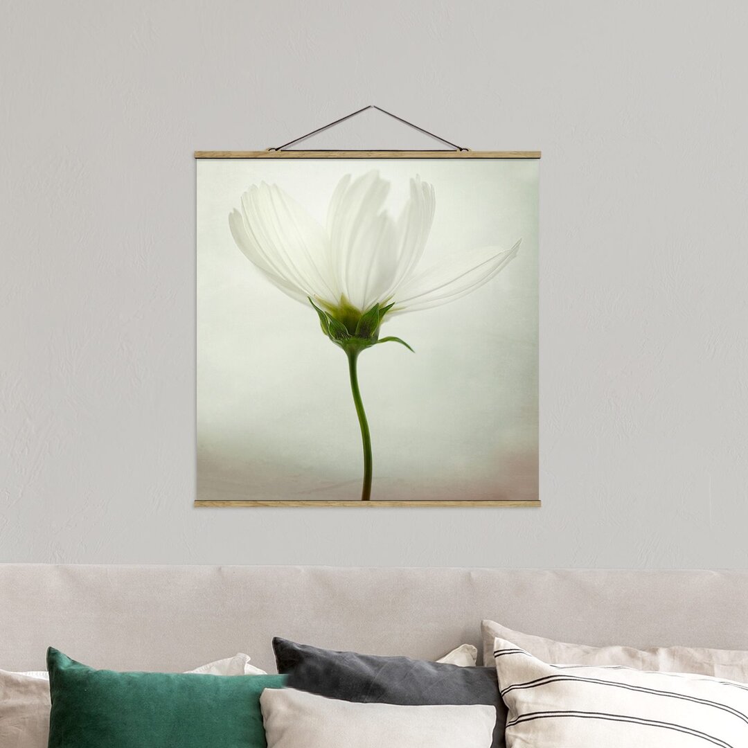 Fotodruck White Cosmea