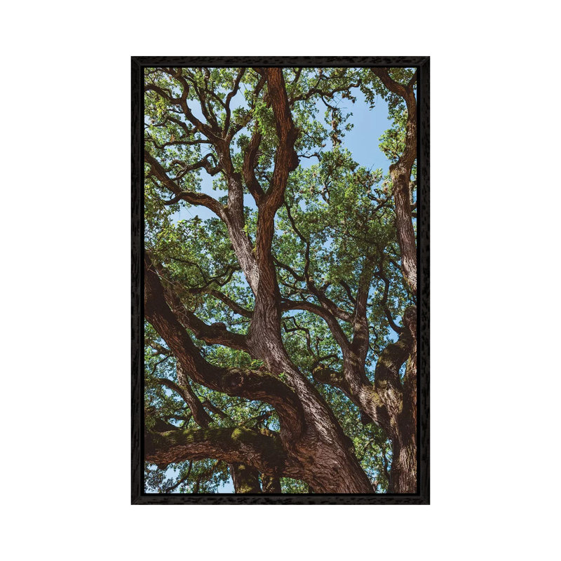 Texas Cottonwood 1 Piece Wall Art on Canvas, 66.04cm H x 45.72cm W x 3.81cm D, Black Framed