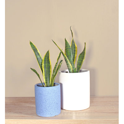 Upshining Live Snake Plant (Sansevieria) Plant in Ceramic Pot