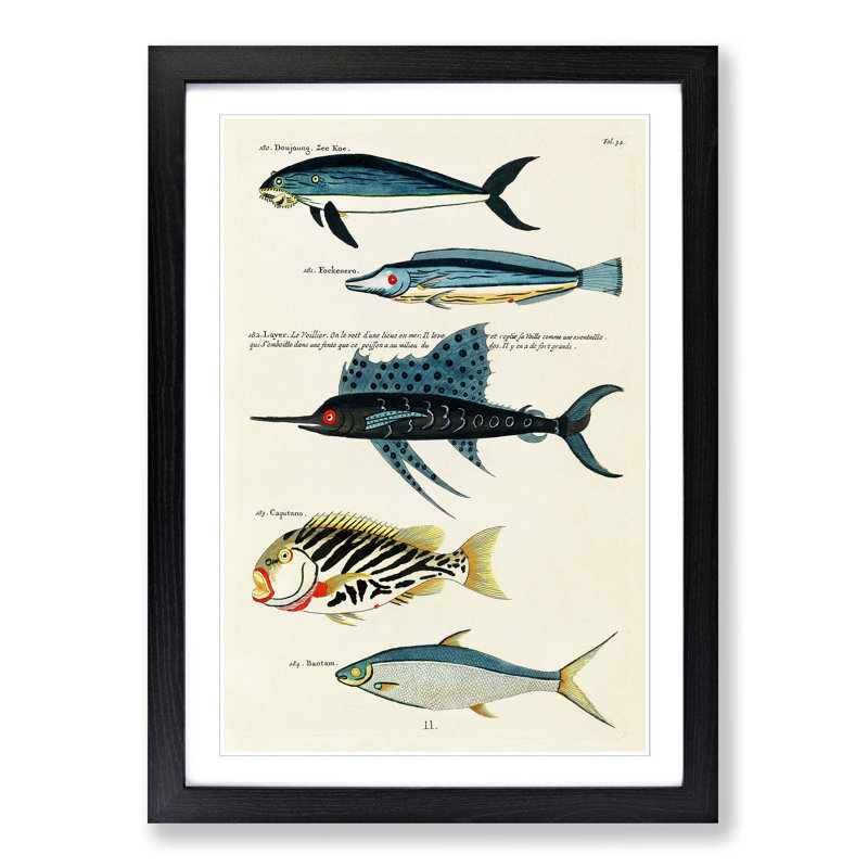 East Indies Fish Illustrations Fol. 34 by Louis Renard - Picture Frame Graphic Art Print on MDF, 65cm H x 48cm W x 2cm D