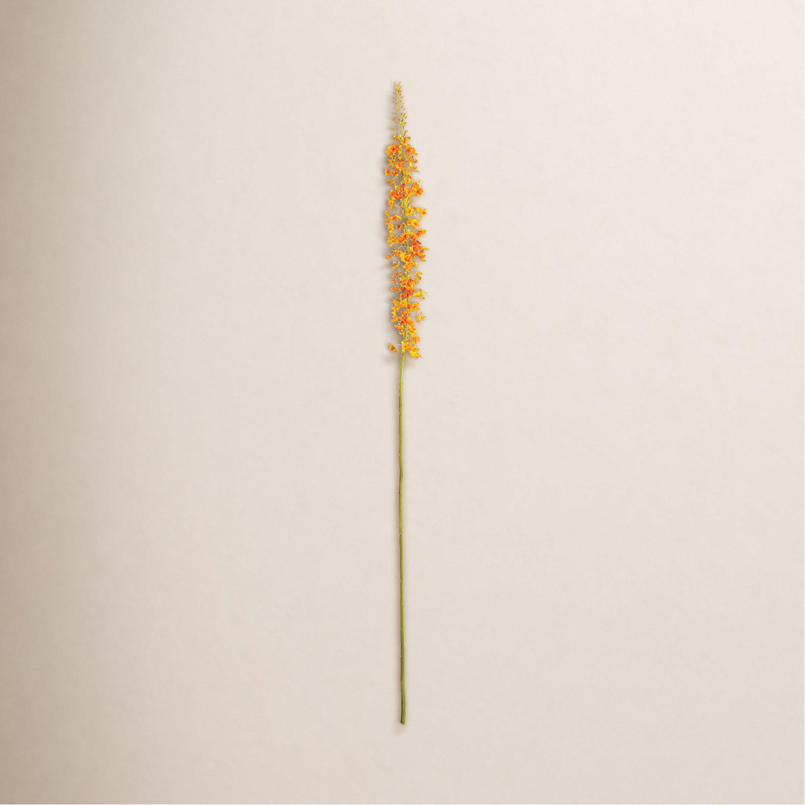 Eremurus Floral Stems