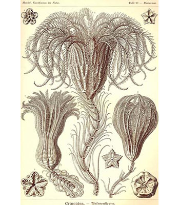 « crinoids » par ernst haeky-impression d’art graphique