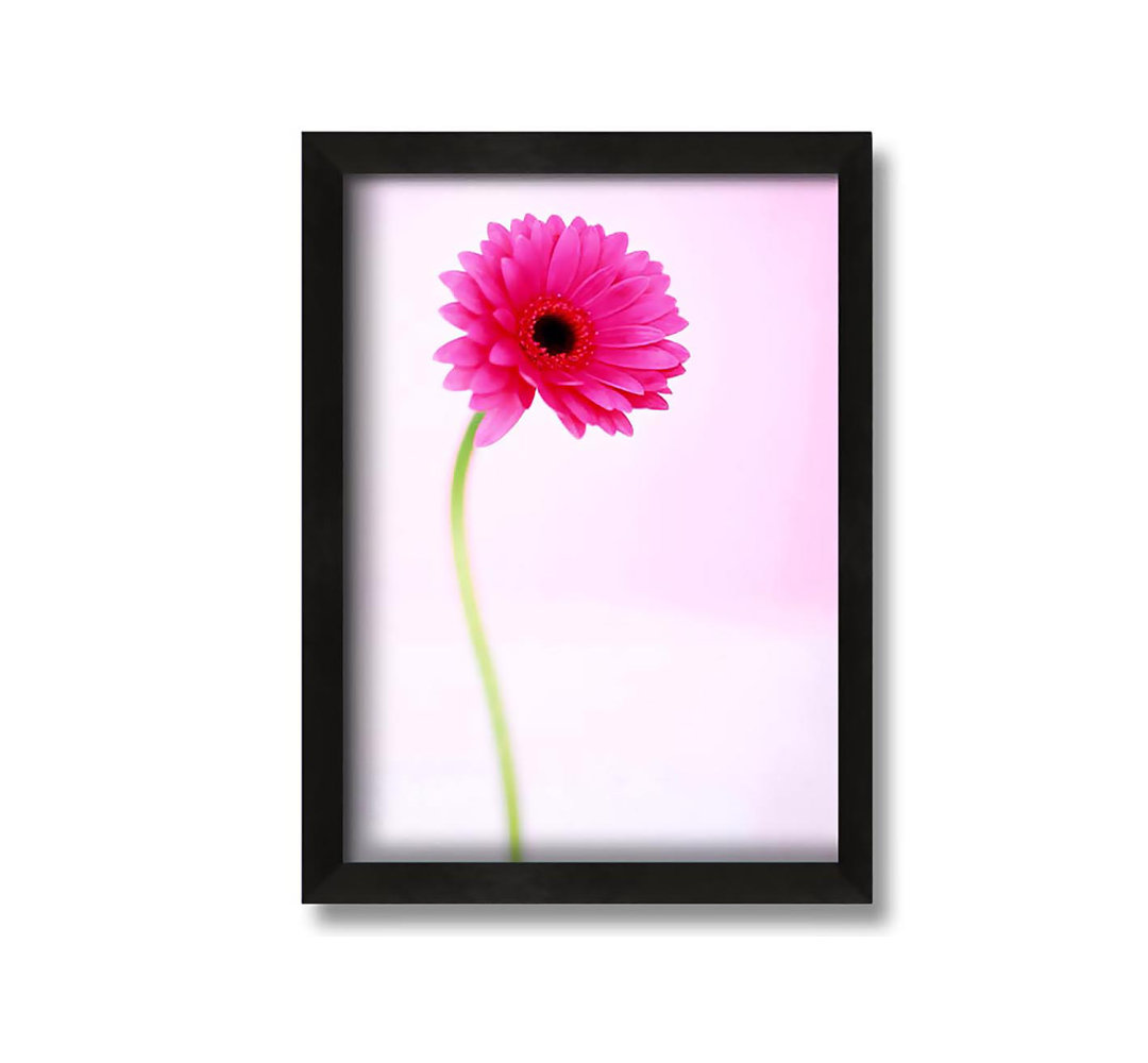 Gerahmtes Leinwandbild Pink On Pink Gerbera