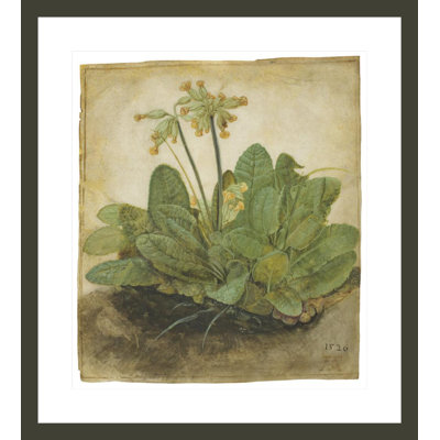 Tuft of Cowslips by Albrecht Dürer -Framed Giclee Print