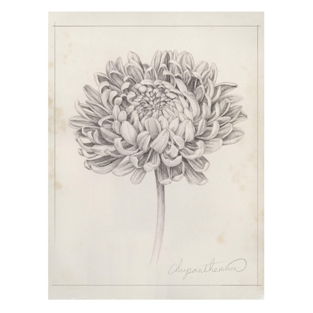 Leinwandbild Botanische Studie Chrysantheme II