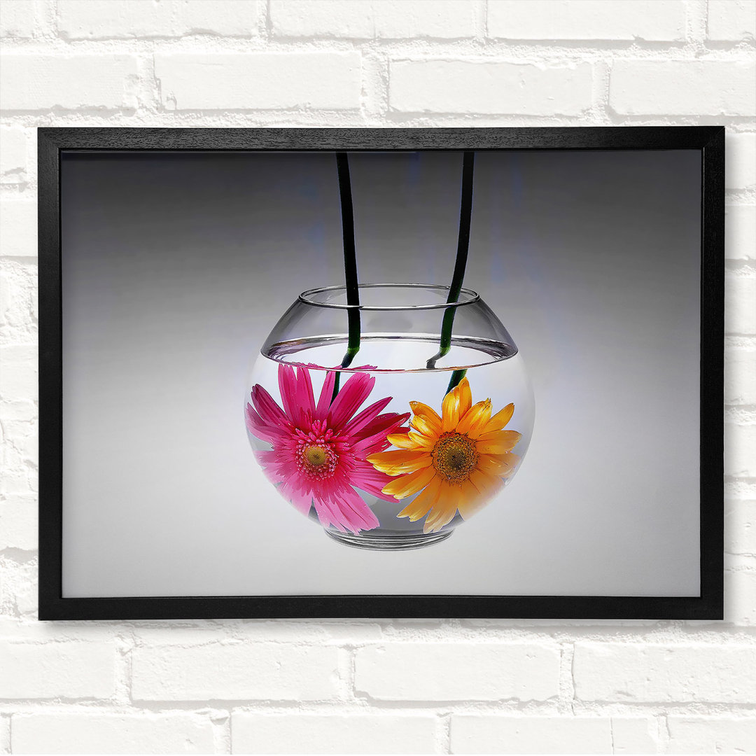 Gerahmtes Leinwandbild Gerbera Fishbowl in Schwarz/Weiß