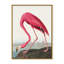 Coastal Retreat Pink Flamingo II From Birds Of America (1827)-1524922583-1524922587-1524922588