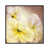 White Framed selected