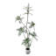 Hévéa artificiel en forme de S de 5 pi avec jardinière blanche, plantes artificielles d'intérieur artificielles, plantes tropicales artificielles, arbre à caoutchouc véritable pour la décoration de bureau à domicile