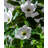 Artificial Plant Magnolia False Tree-111031447