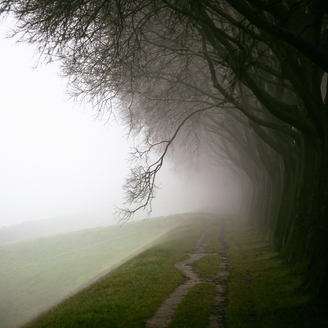 Baumkronen im Nebel von MoreISO - Drucken