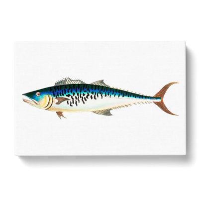 Mottled Mackerel Fish by George Shaw - Wrapped Canvas