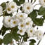 Arrangement-34404674