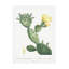 "Redoute Cactus I" sur toile-98233176