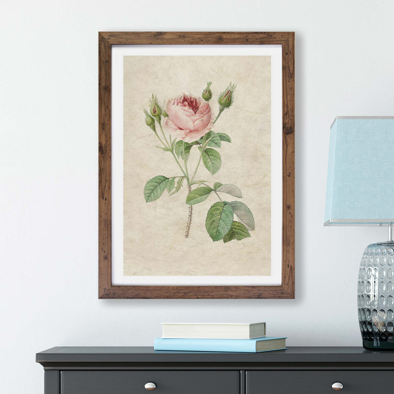 A Pink Rose by Pierre-Joseph Redoute - Single Picture Frame Painting, 24cm H x 33cm W x 2cm D, Walnut
