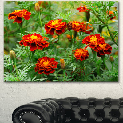 " 'Blooming Red Marigold Flowers' "