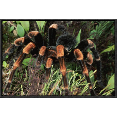 " Red-Kneed Tarantula Close-Up "