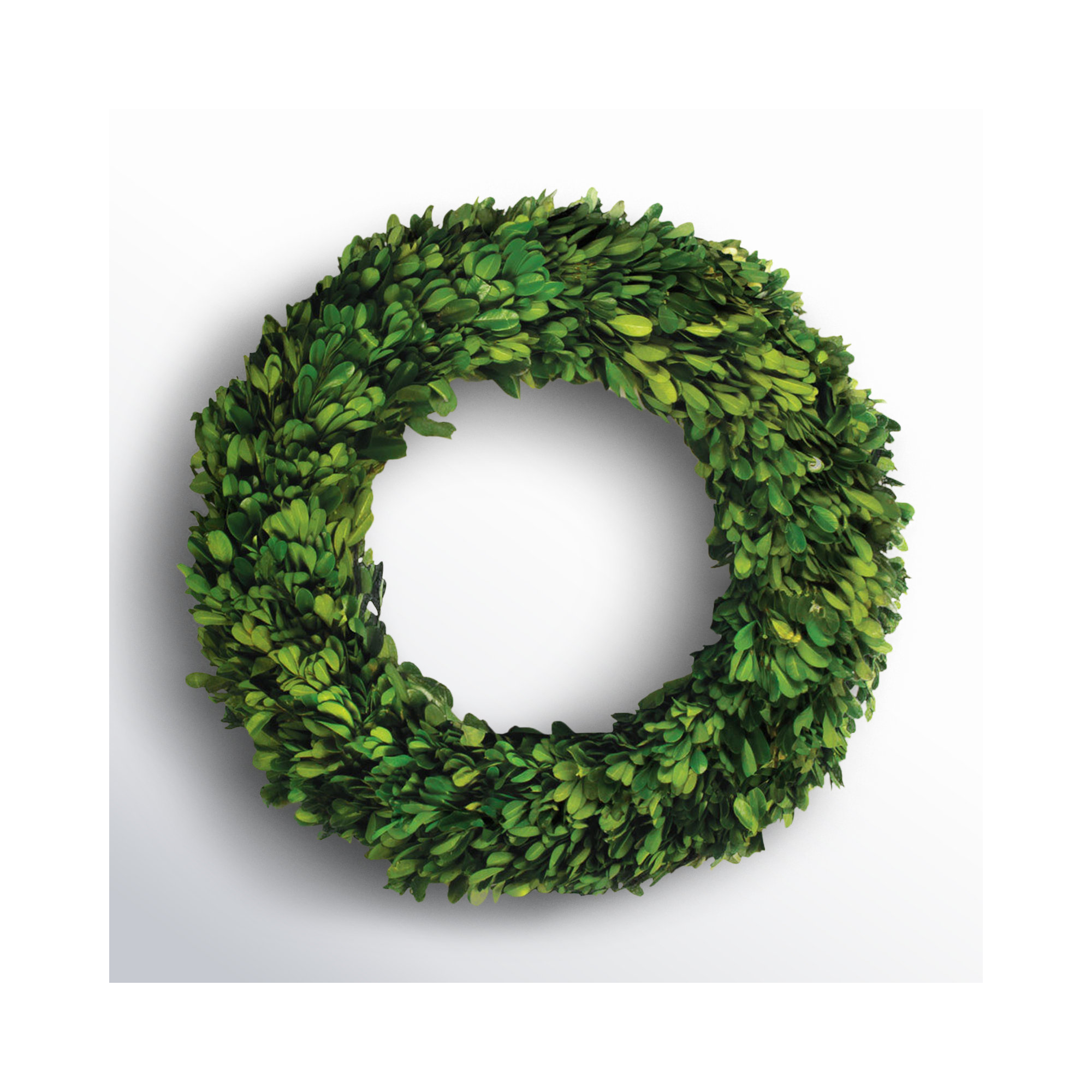 Alby Preserved Boxwood Wreath, 12" H x 12" W x 2.5" D
