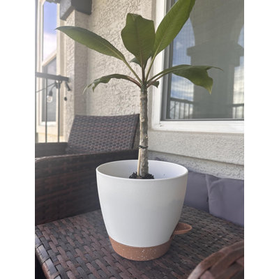 Planter