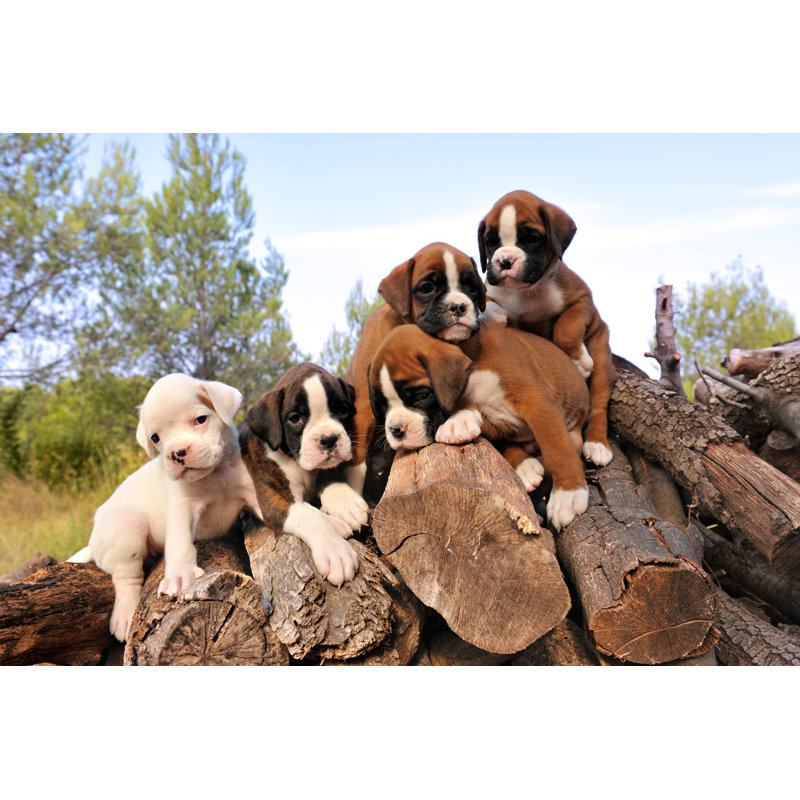Puppies Boxer - Wrapped Canvas Print, 51cm H x 76cm W
