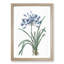 African Lily Flowers by Pierre-Joseph Redoute - Single Picture Frame Painting-55547707-55547703