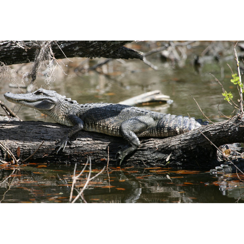 Alligator In Jean Lafitte National Park by Rhardholt - Wrapped Canvas Print, 81cm H x 122cm W