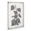 Ivy Melanocarpa by Shirley Hibberd - Wrapped Canvas Print-55313077