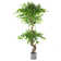 Faux Ficus Tree