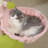 Indoor Compact Cute Cat Tree-1731723806