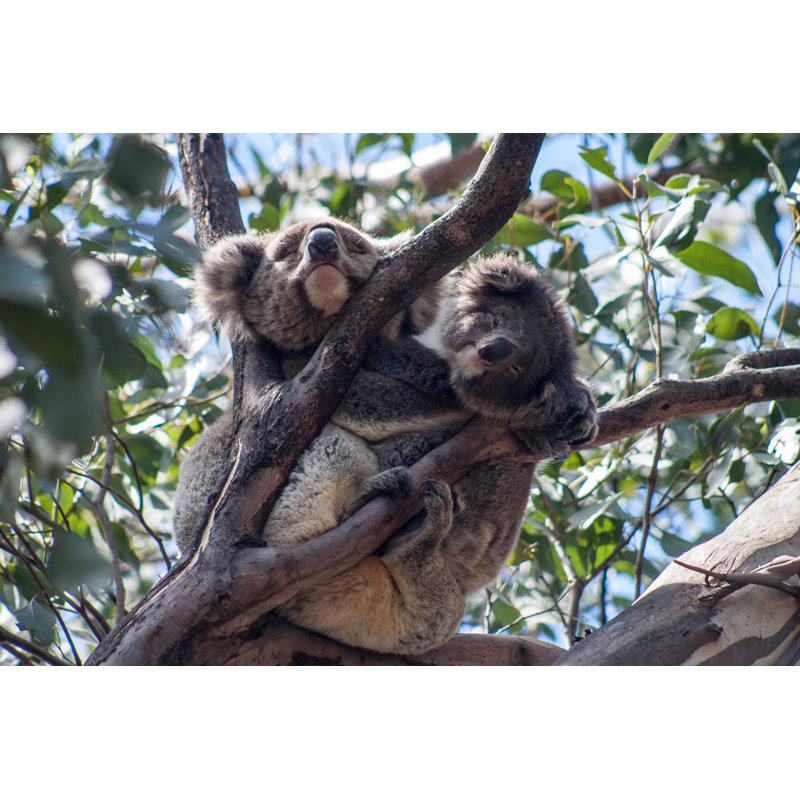 Koala On Kangaroo Island by HakBak1979 - Wrapped Canvas Print, 30 cm H x 46 cm W