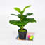 Petit arbre artificiel ficus lyrata de 11 pouces pour décoration de cour intérieure et extérieure
