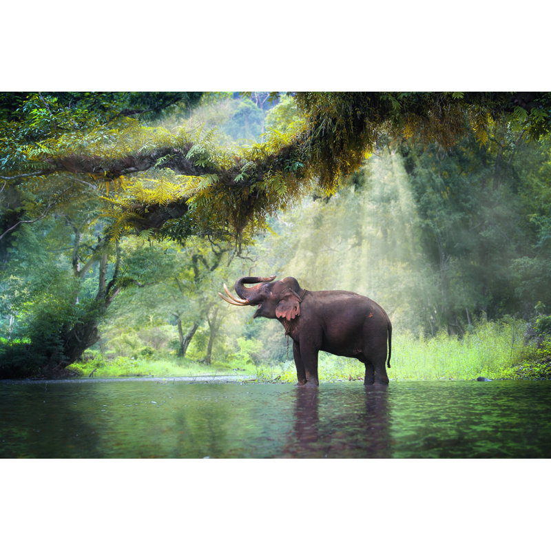 Wild Elephant by Goodze - Wrapped Canvas Print, 81cm H x 122cm W 