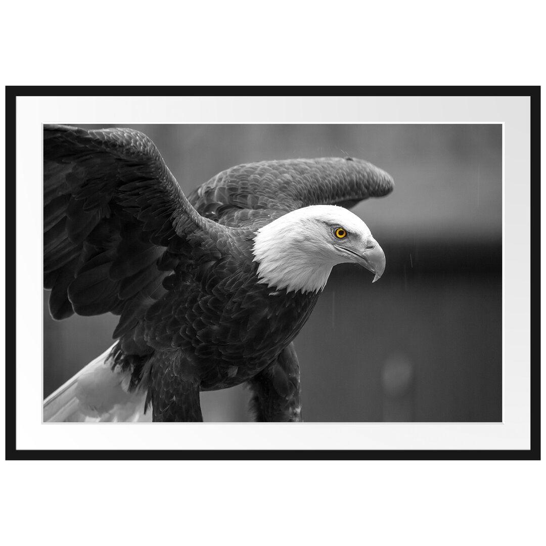 Gerahmtes Poster Schöner Weißkopfseeadler