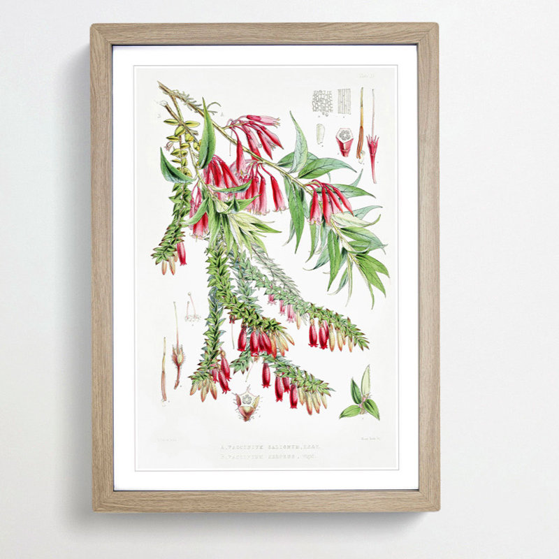 Himalayan Plants XV by W. H. Fitch - Picture Frame Painting Print, 36cm H x 27cm W x 2cm D, Oak Framed