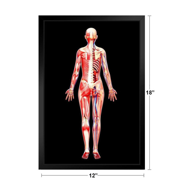 Anatomy of female body with internal organs Our beautiful pictures are  available as Framed Prints, Photos, Wall Art and Photo Gifts