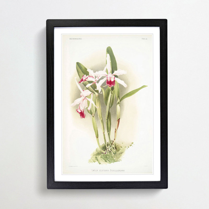 Magnolia Flowers Illustration Tab. 52 by Frederick Sander - Picture Frame Painting Print, 91cm H x 60cm W x 2cm D, Black