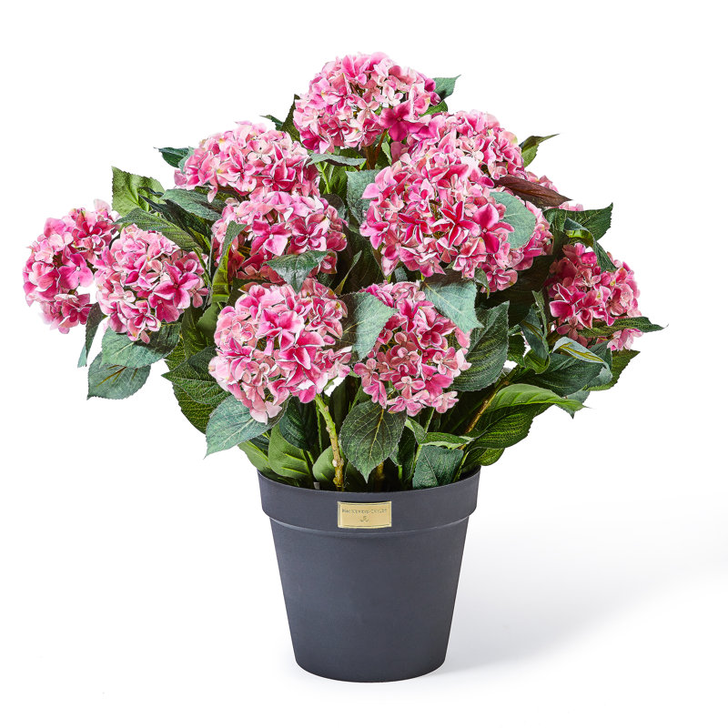 Hydrangea Urn Filler, Pink
