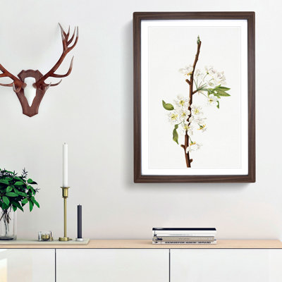 Musky Pear Tree Flowers by Giorgio Gallesio - Picture Frame Painting Print